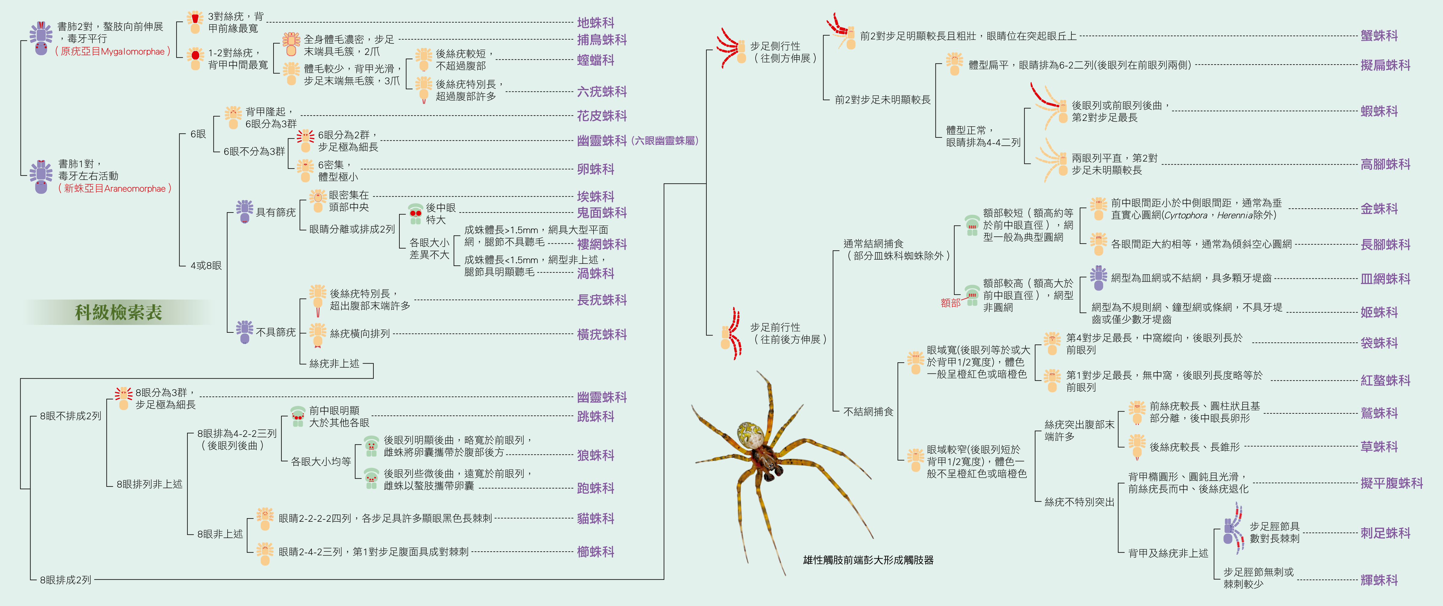 臺灣常見蜘蛛科級檢索表截圖