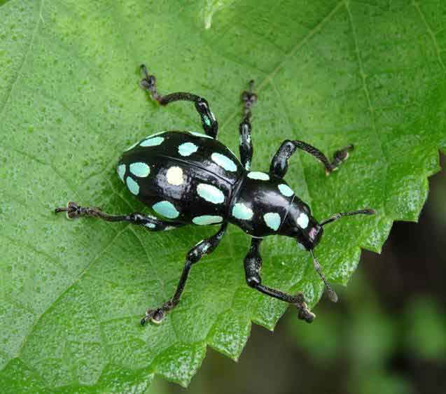 小圓斑球背象鼻蟲