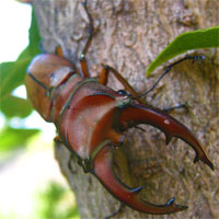 Cyclommatus mniszechi