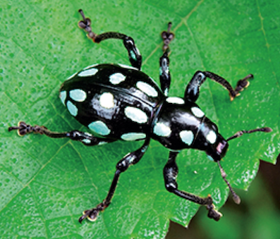 Pachyrhynchus sarcitis