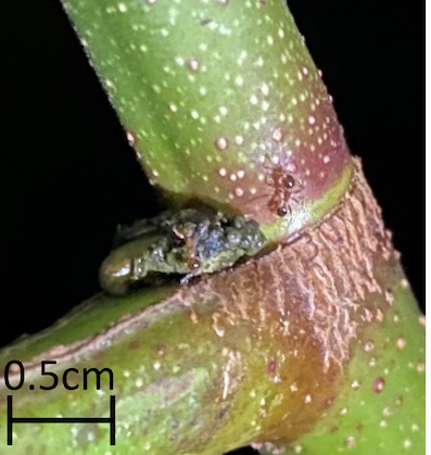 Pachyrhynchus sarcitis maternal gift