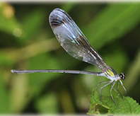 Psolodesmus mandarinus mandarinus